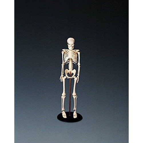My First Skeleton (Tiny Tim)