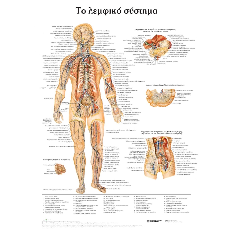 Ανατομικός Χάρτης: Το Λεμφικό Σύστημα