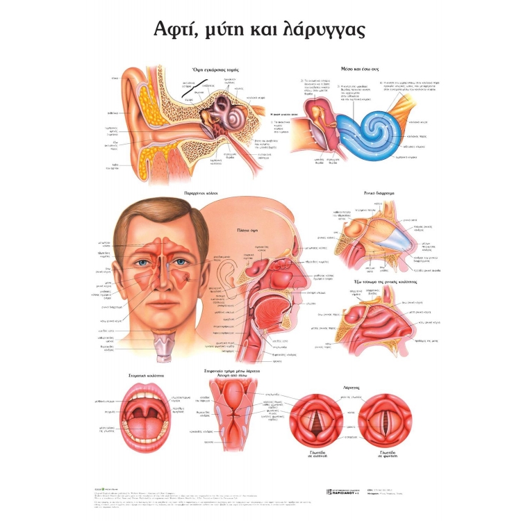 Ανατομικός Χάρτης: Αυτί, Μύτη και Λάρυγγας