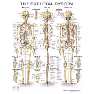 The Skeletal System Anatomical Chart